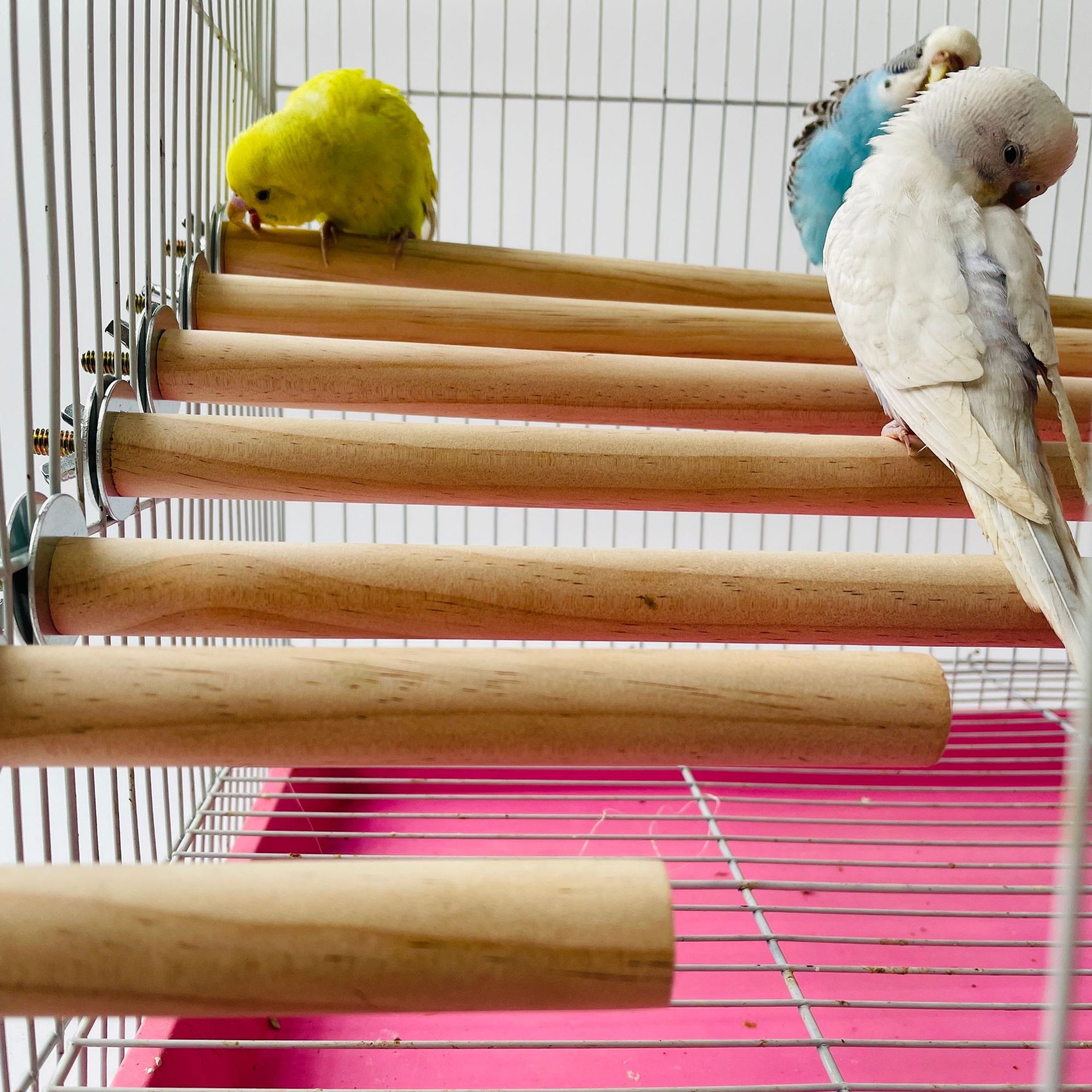 Parrot Pet Raw Standing Stick  - Pet X Supplies & Tack Howell avis et prix