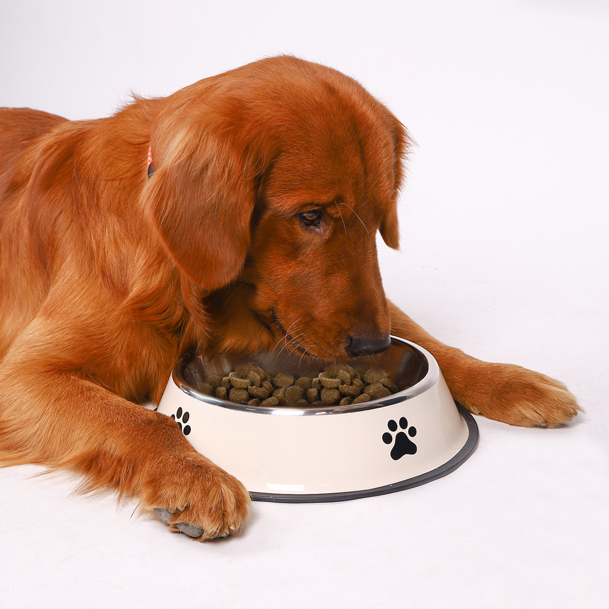 Stainless steel large capacity - Pet Supplies Coupon avis et prix
