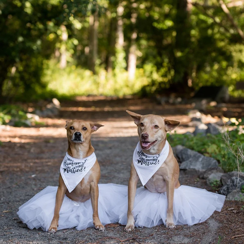 My Humans are Getting Married  - Dog Bandana Scarf avis et prix